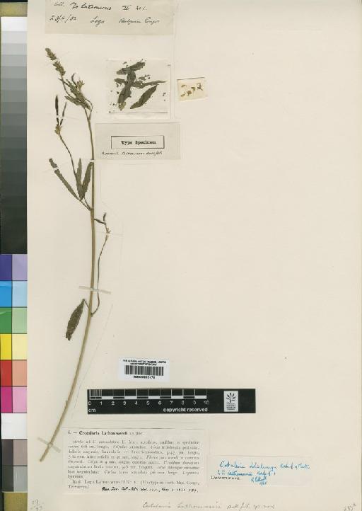Crotalaria dolichonyx Baker f. & Martin - BM000843470
