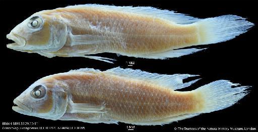 Lamprologus congoensis Schilthuis, 1891 - BMNH 1891.12.29.10-11 Lamprologus congoensis, LECTOTYPE & PARALECTOTYPE