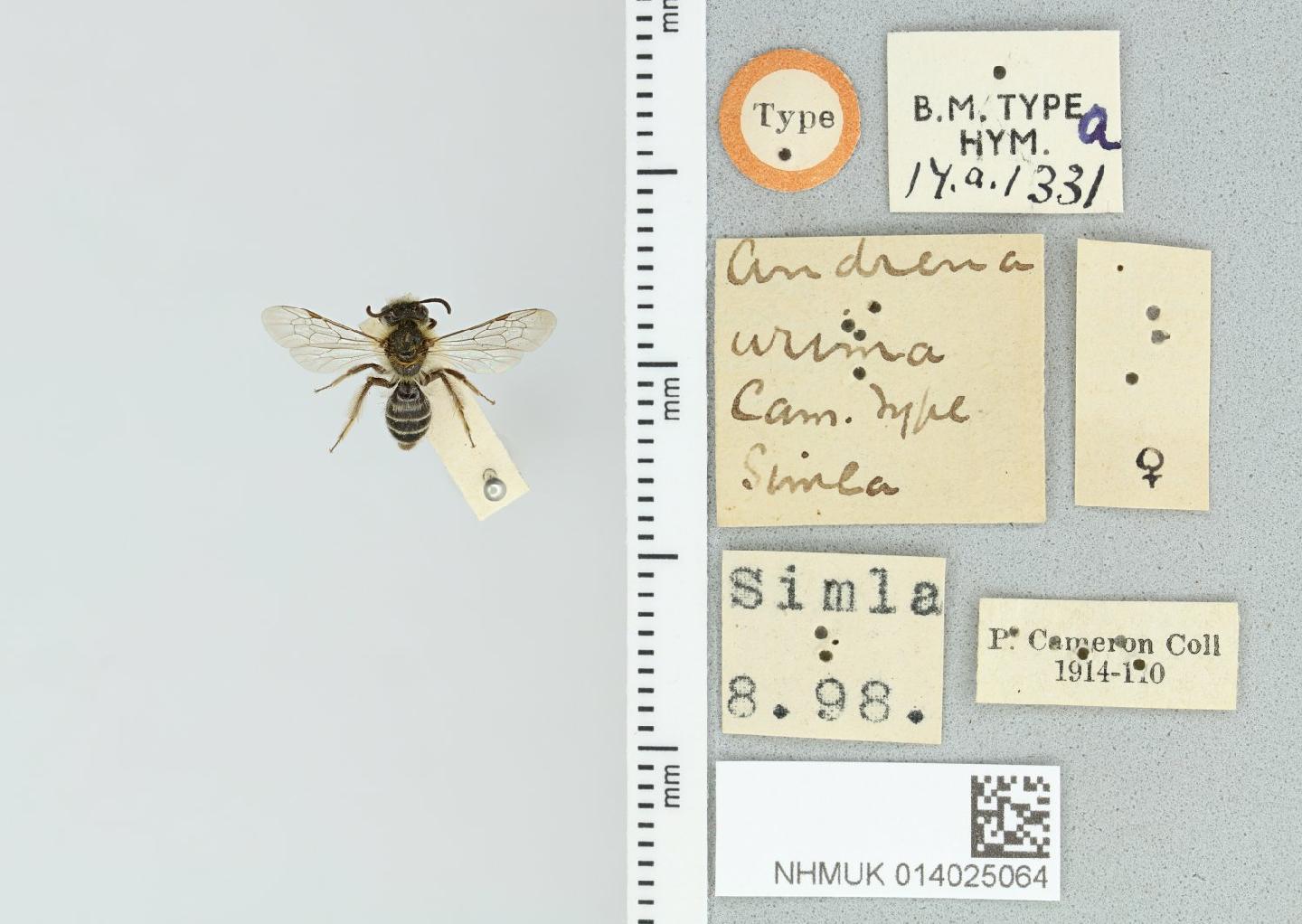 Andrena arima