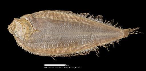 Arnoglossus microphthalmus (von Bonde, 1922) - BMNH  1922.3.27.12, SYNTYPE, Arnoglossus microphthalmus, blind side