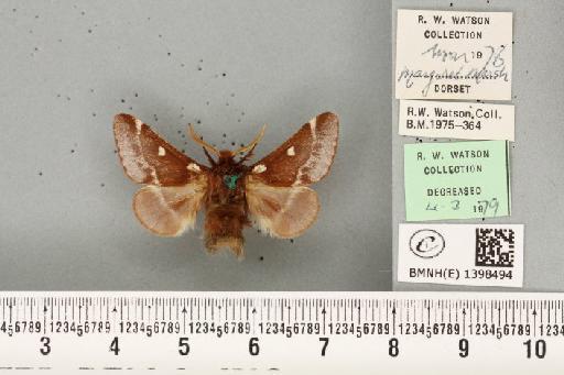 Eriogaster lanestris (Linnaeus, 1758) - BMNHE_1398494_200177
