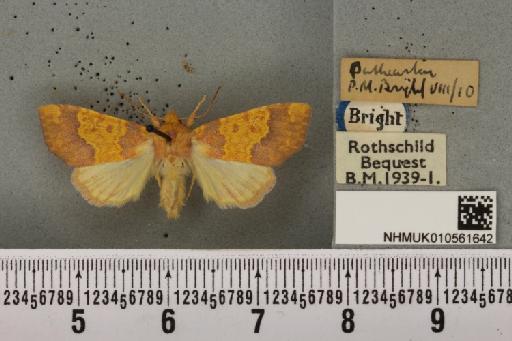 Tiliacea aurago ab. virgata Tutt, 1892 - NHMUK_010561642_619189