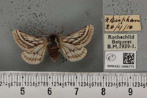 Lycia zonaria britannica (Harrison, 1912) - BMNHE_1896775_459709