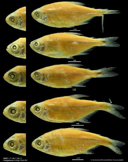 Hemigrammus rodwayi Durbin, 1909 - BMNH 1911.10.31.388-92 Hemigrammus rodwayi, SYNTYPE