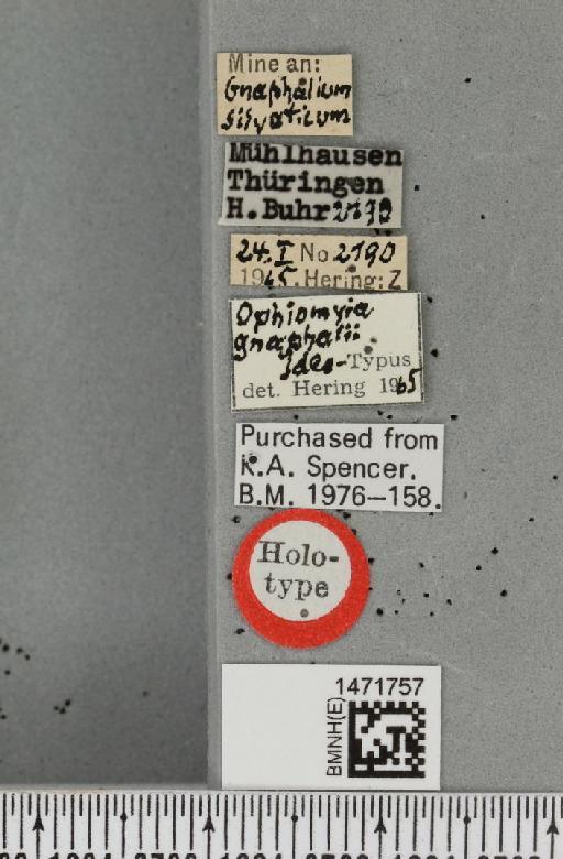 Ophiomyia gnaphalii Hering, 1949 - BMNHE_1471757_label_47419