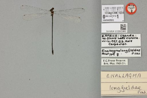 Enallagma longfieldae Fraser, 1947 - 012502860_dorsal