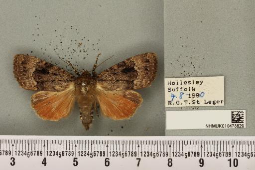 Amphipyra pyramidea (Linnaeus, 1758) - NHMUK_010478829_571226