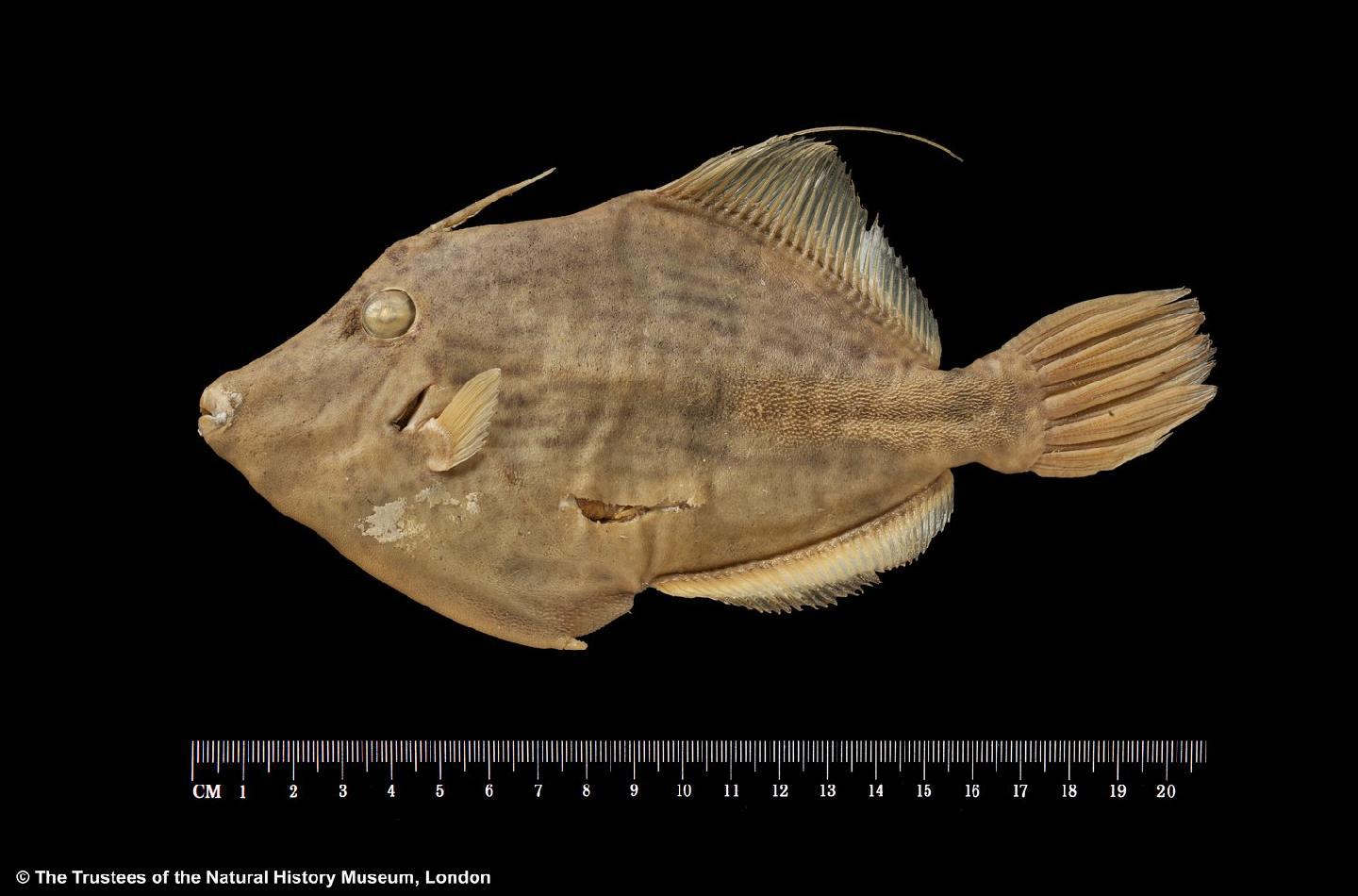 To NHMUK collection (Stephanolepis ocheticus Fraser-Brunner, 1940; HOLOTYPE; NHMUK:ecatalogue:2534446)