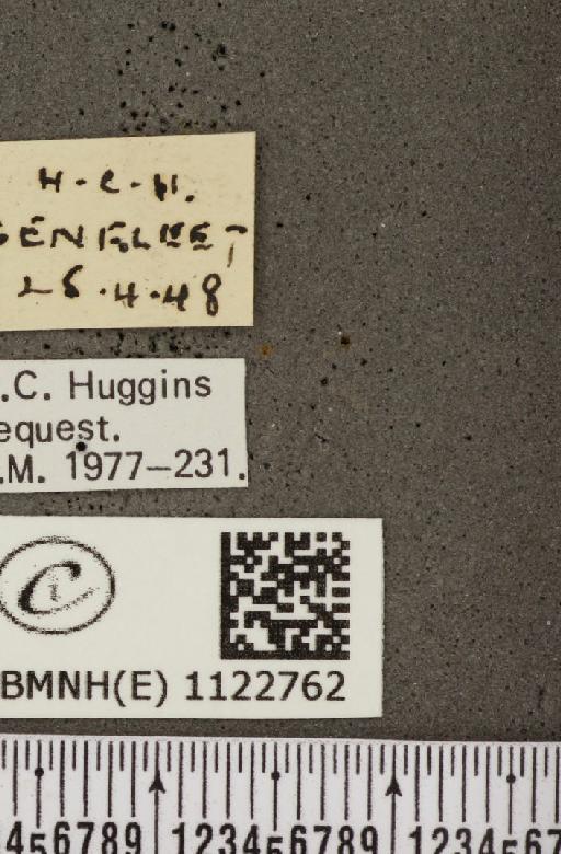 Pyrgus malvae (Linnaeus, 1758) - BMNHE_1122762_label_77683