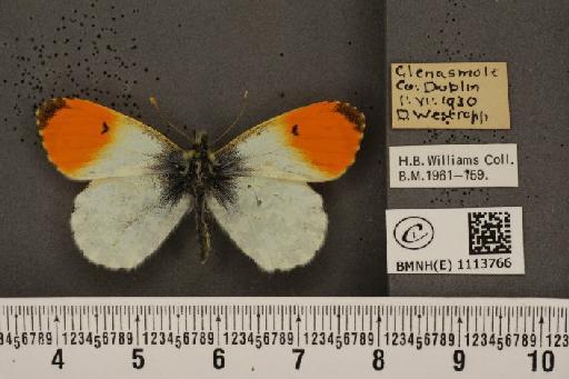 Anthocharis cardamines hibernica Williams, 1916 - BMNHE_1113766_66342