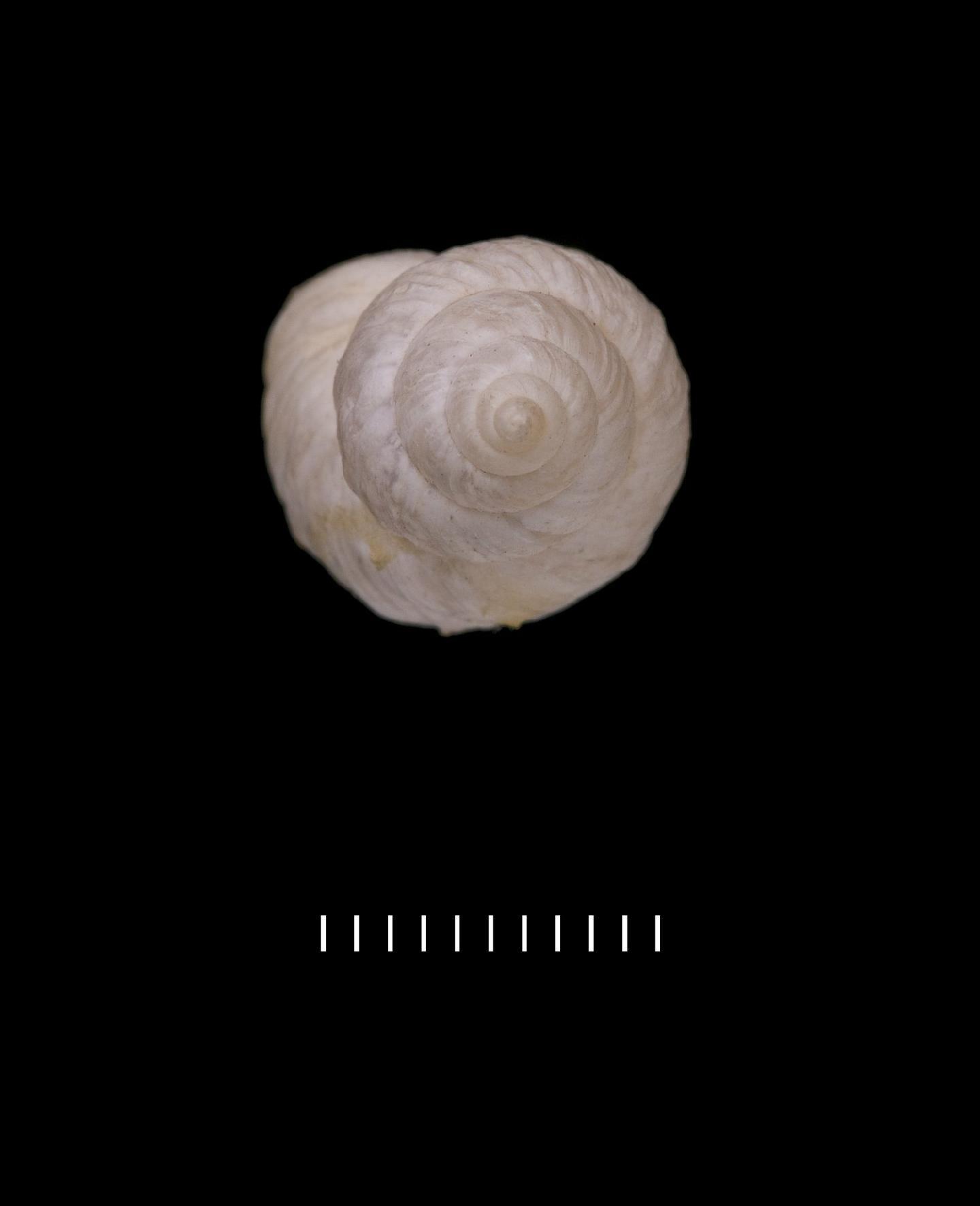 To NHMUK collection (Bulimus mejillonensis Pfeiffer, 1857; LECTOTYPE; NHMUK:ecatalogue:3506705)