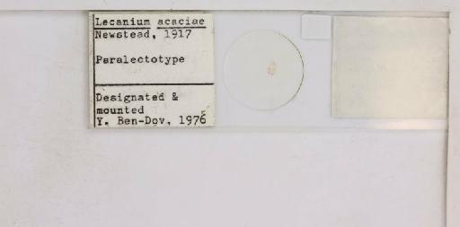Coccus acaciae Newstead, 1917 - 010713718_additional