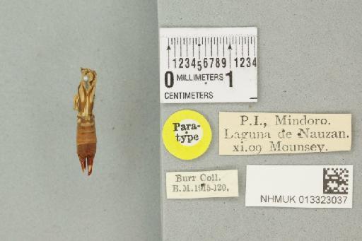 Cranopygia philippinica Burr, 1914 - 013323037_71006_81817