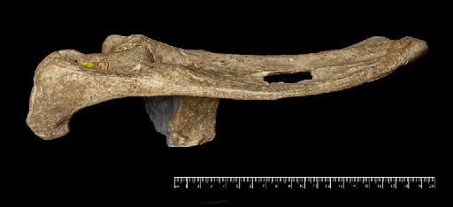 Scelidotherium leptocephalum Owen, 1840 - NHMUK PV M 3585 (3).tif