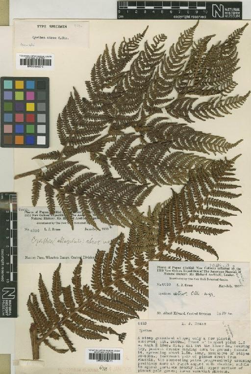 Cyathea atrox C.Chr. - BM001048010