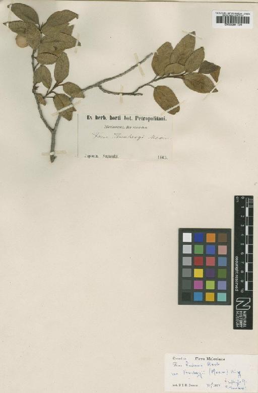 Ficus sarmentosa var. thunbergii (Maxim.) Corner - BM000951726