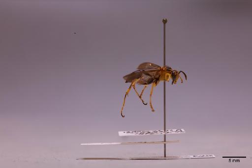 Mischocyttarus chloroecus Cooper, M., 1998 - 013632996_lateral