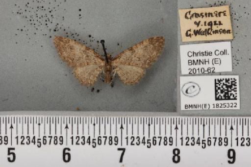Eupithecia abbreviata Stephens, 1831 - BMNHE_1825322_397942