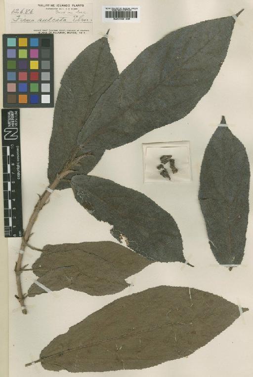 Ficus vrieseana Miq. - BM000951856