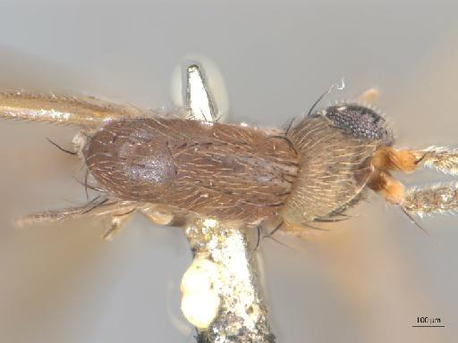 Anatella incisurata Edwards, 1925 - Anatella_incisurata_Anatalla_simpatica-HT_BMNH236690-thorax_d.jpg