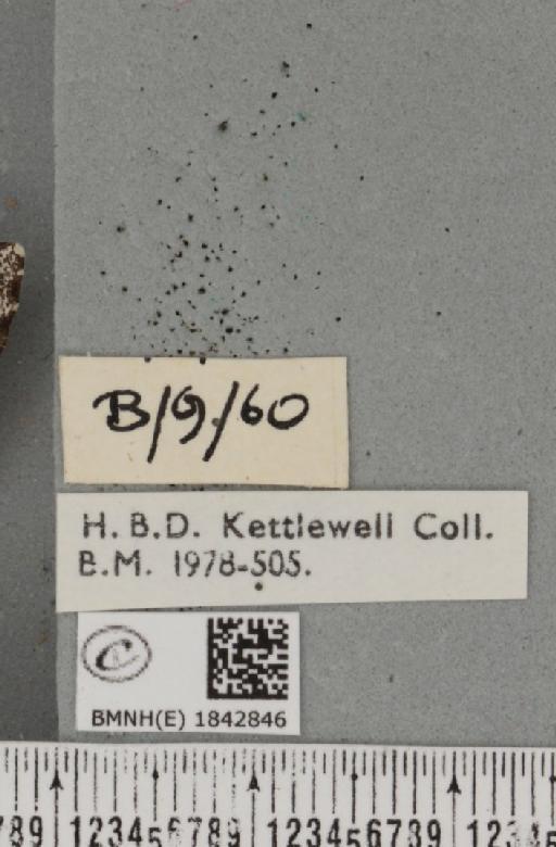 Biston betularia (Linnaeus, 1758) - BMNHE_1842846_label_412426