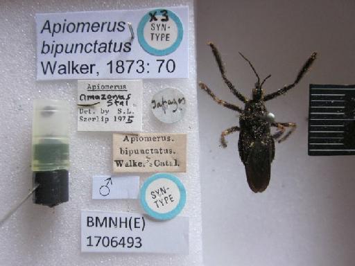 Apiomerus bipunctatus Walker, 1873 - Apiomerus bipunctatus BMNH(E)1706493-Syntype male labels2