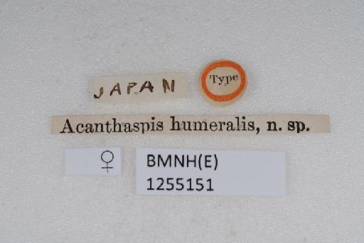 Reduvius humeralis Scott, 1874 - BMNH(E)1255151_Reduvius humeralis_Type_female_label