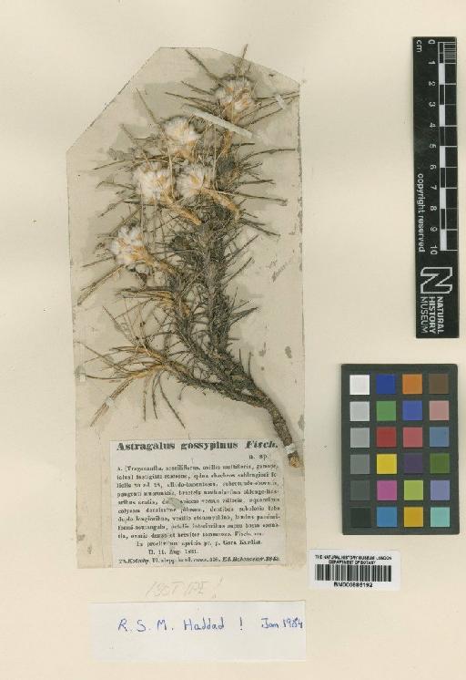 Astragalus gossypinus Fisch. - BM000885192