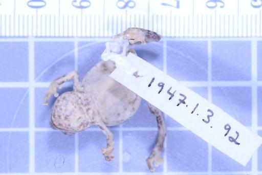 Choerophryne darlingtoni - Image of specimen 1947.1.3.92