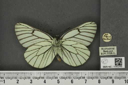 Aporia crataegi (Linnaeus, 1758) - BMNHE_1080295_69945