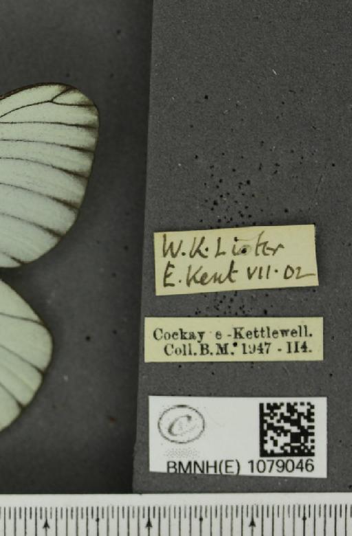 Aporia crataegi (Linnaeus, 1758) - BMNHE_1079046_label_70098