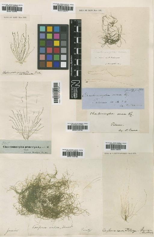 Chaetomorpha linum (O.F.Müll.) Kütz. - BM001044759