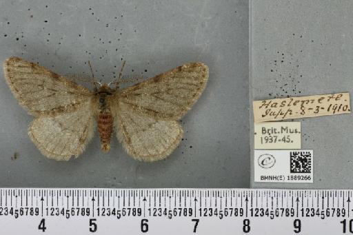 Phigalia pilosaria ab. extinctaria Standfuss, 1847 - BMNHE_1889266_456010