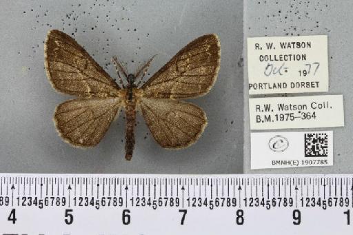 Peribatodes rhomboidaria (Denis & Schiffermüller, 1775) - BMNHE_1907785_470733