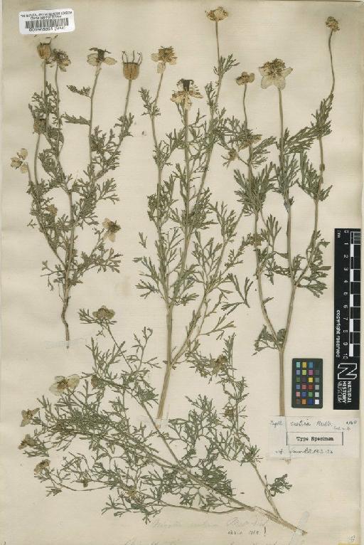 Nigella sativa L. - BM000565651