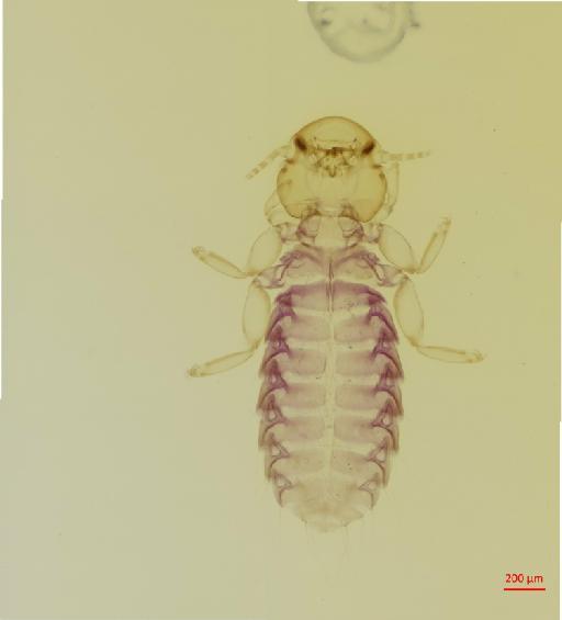 Syrrhaptoecus brevifrons Waterston, 1928 - 010694710__2017_08_15-Scene-1-ScanRegion0