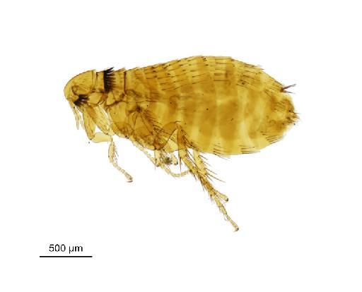 Rhadinopsylla isacantha Rothschild, N. C., 1907 - 010177367__2016_12_14-Scene-1-ScanRegion0