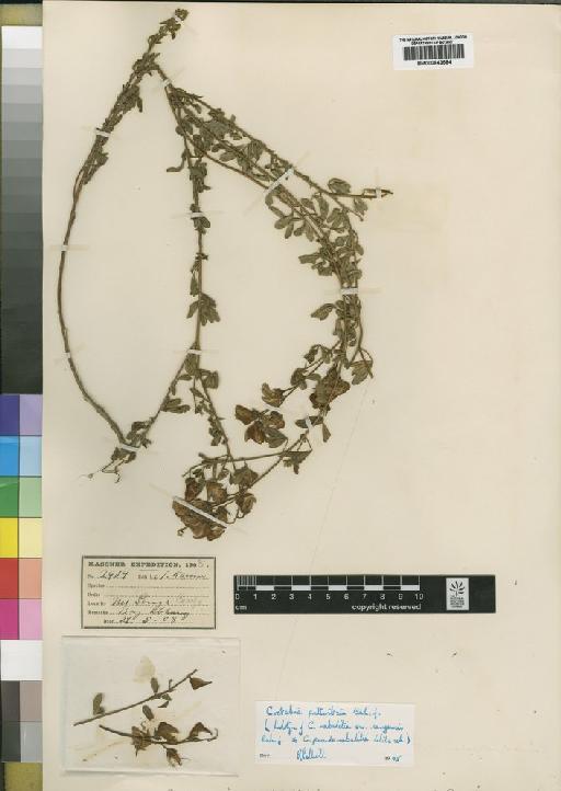 Crotalaria prittwitzii Baker f. - BM000843584