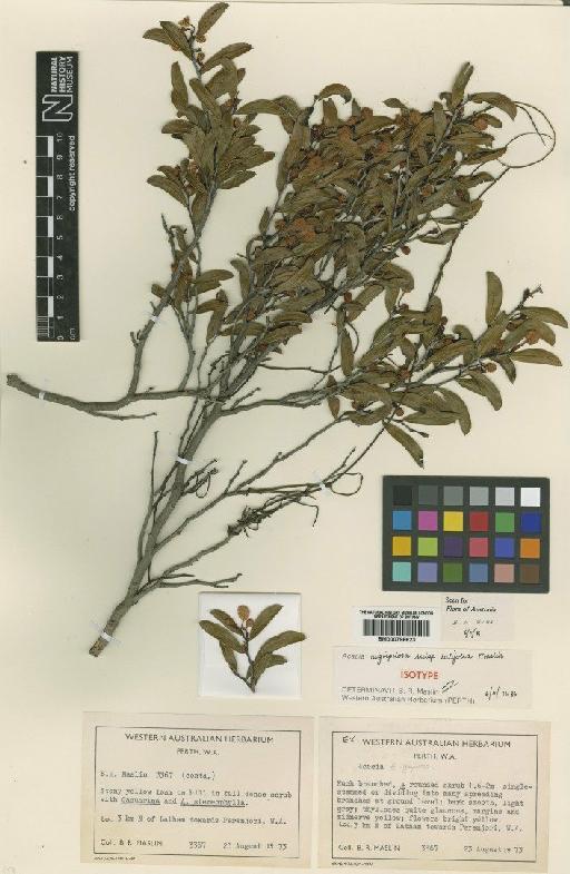 Acacia nigripilosa subsp. latifolia Maslin - BM000796623