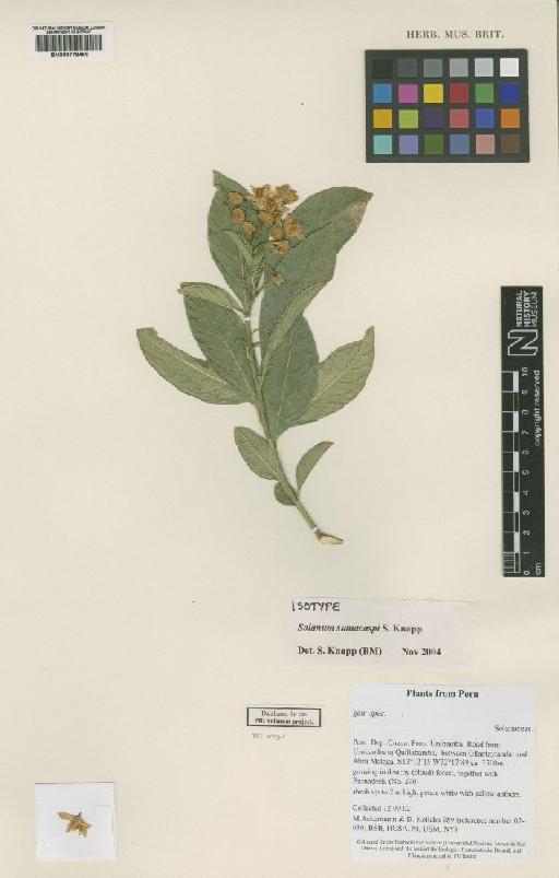 Solanum sumacaspi S.Knapp - BM000778469