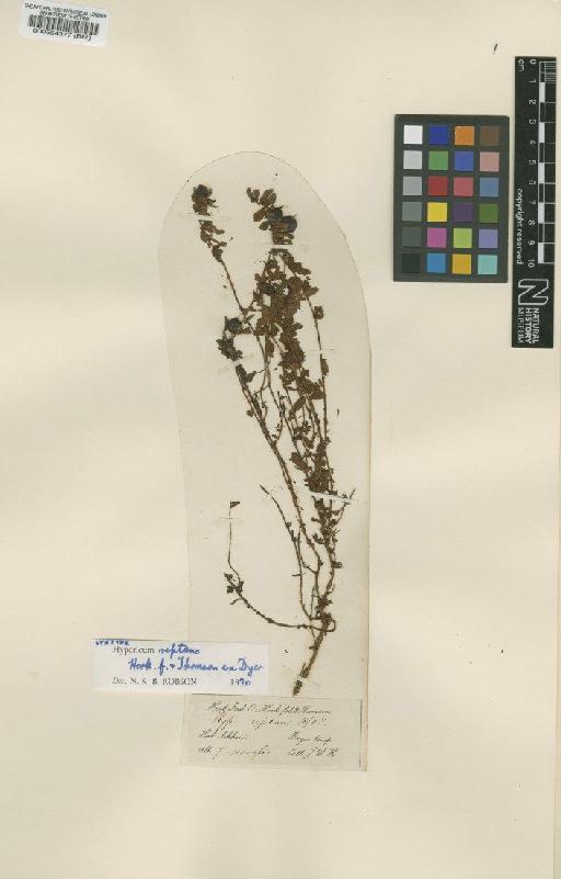 Hypericum reptans Hook.f. & Thomson ex Dyer - BM000554377