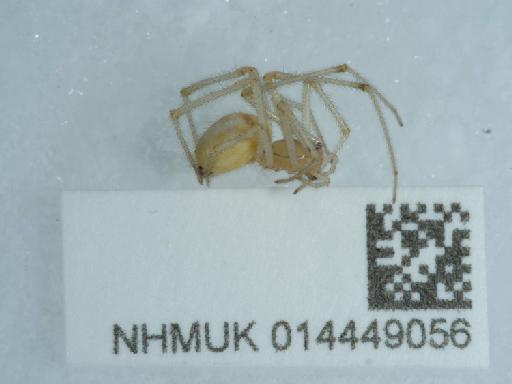 Enoplognatha latimana (Hippa & Oksala, 1982) - 014449056_3