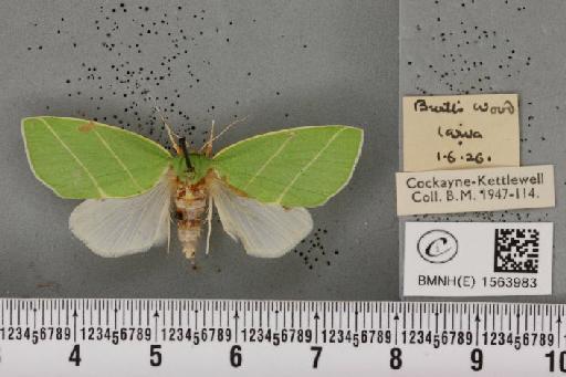 Bena bicolorana (Fuessly, 1775) - BMNHE_1563983_293147