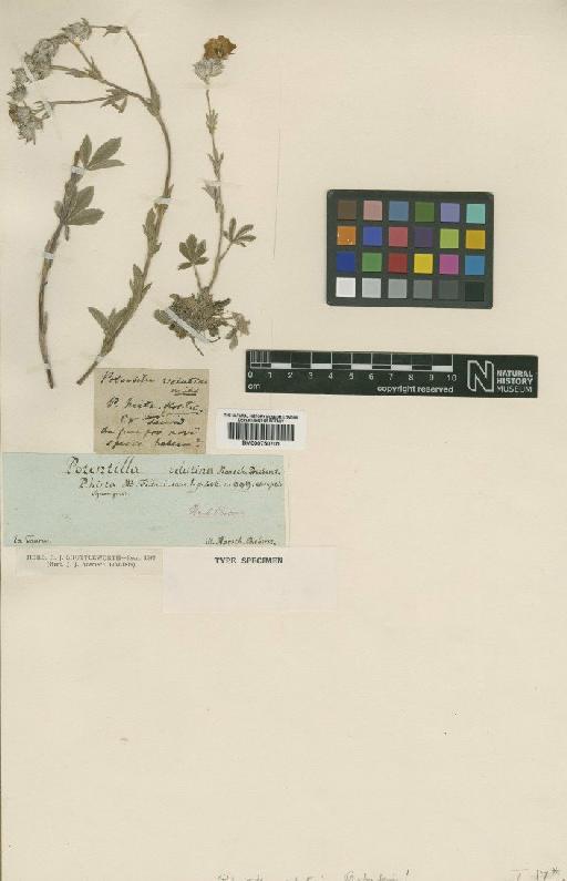 Potentilla L. - BM000750701