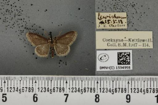 Idaea seriata ab. cubicularia Peyerimhoff, 1862 - BMNHE_1594998_262813