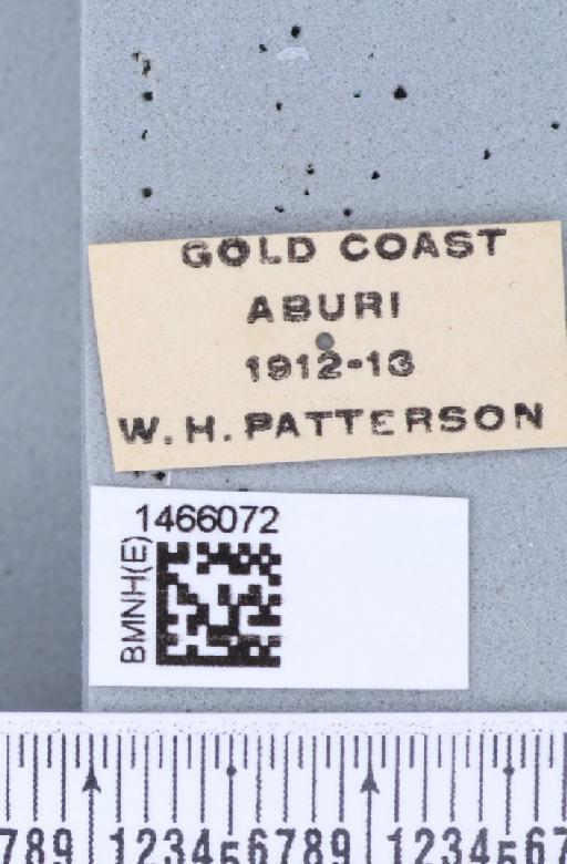 Ceratitis (Pardalaspis) punctata (Wiedemann, 1824) - BMNHE_1466072_label_40258