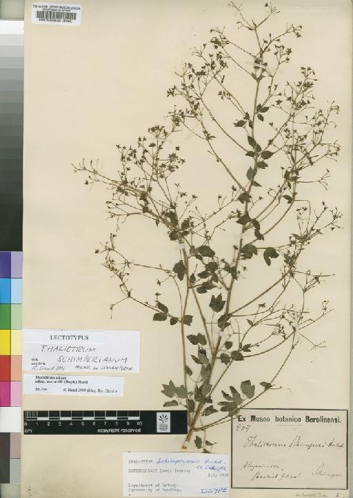 Thalictrum minus subsp. maxwellii (Royle) Hand - BM000559559