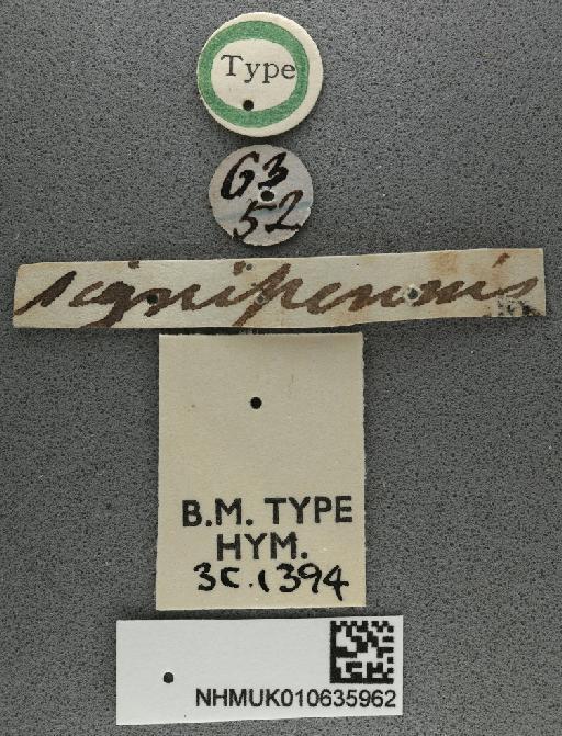 Spathius signipennis Walker, 1860 - 010635962_Spathius_signipennis_holotype_labels