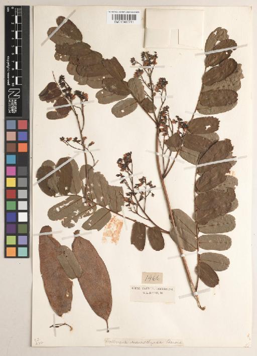 Dalbergia macrothyrsus Harms - BM013405791