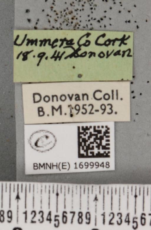 Nycteola revayana (Scopoli, 1772) - BMNHE_1699948_label_296204